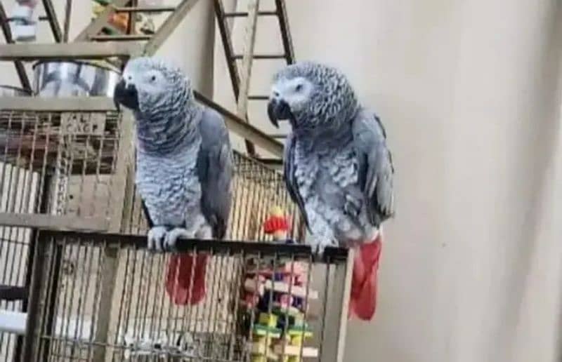 African Grey parrot for sale O3O4_O79_O4_37 my WhatsApp 0