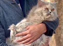 Persian cat