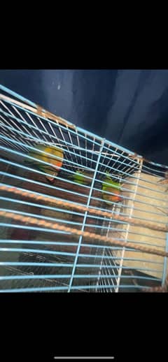 5 parrots full active num 03269331193