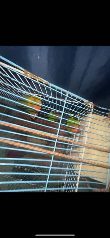 5 parrots full active num 03269331193 0