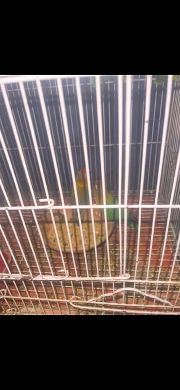 5 parrots full active num 03269331193 1