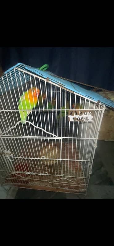 5 parrots full active num 03269331193 2