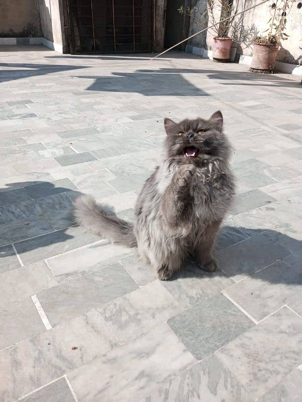 Persian punch face male cat 0