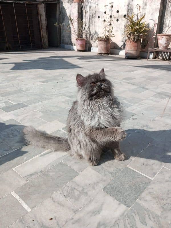 Persian punch face male cat 1