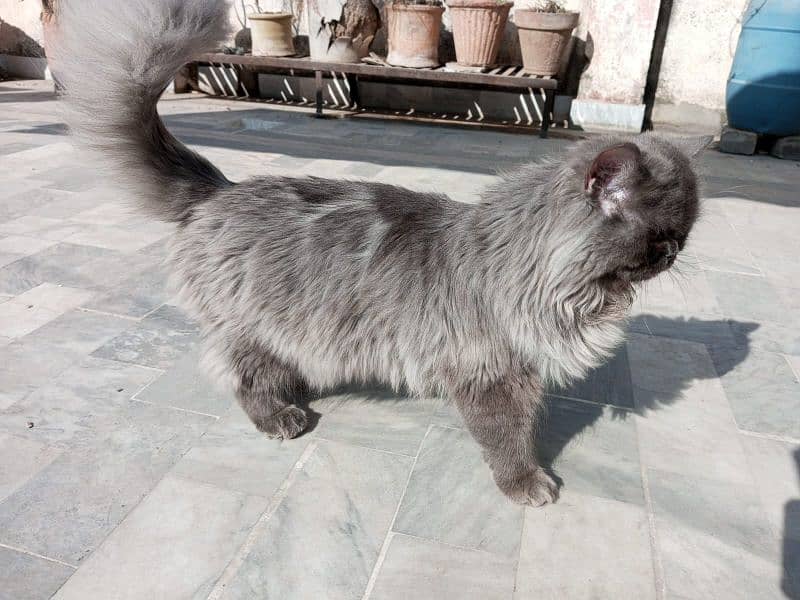 Persian punch face male cat 2