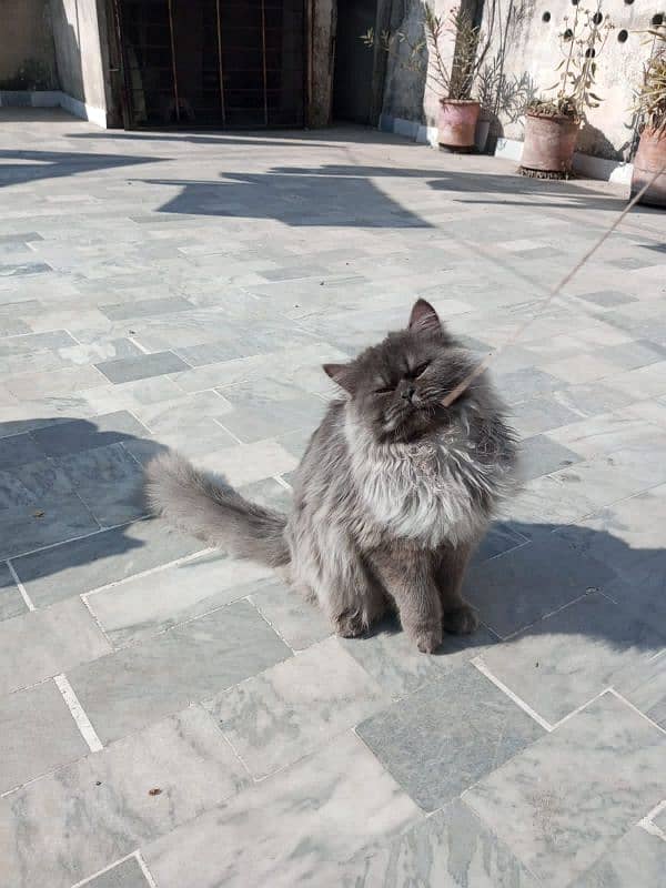 Persian punch face male cat 4