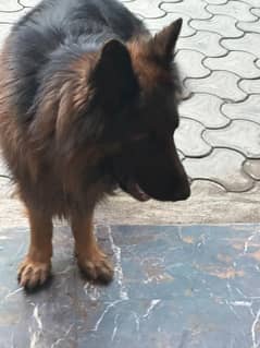 German  Shepherd  Pedegree  - Long coat for sale.