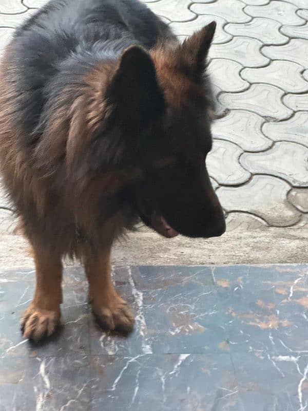 German  Shepherd  Pedegree  - Long coat for sale. 0