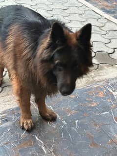 German Shepherd Dog | Long Coat Dog | Dog For Sale | GSD