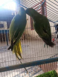 pair of green parrot which have neck ring