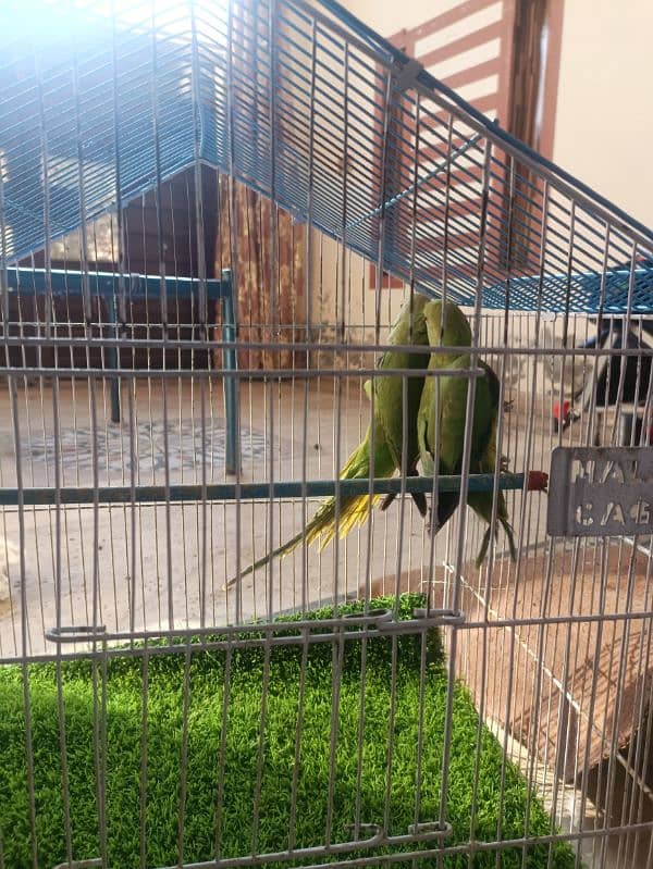 pair of green parrot which have neck ring 1