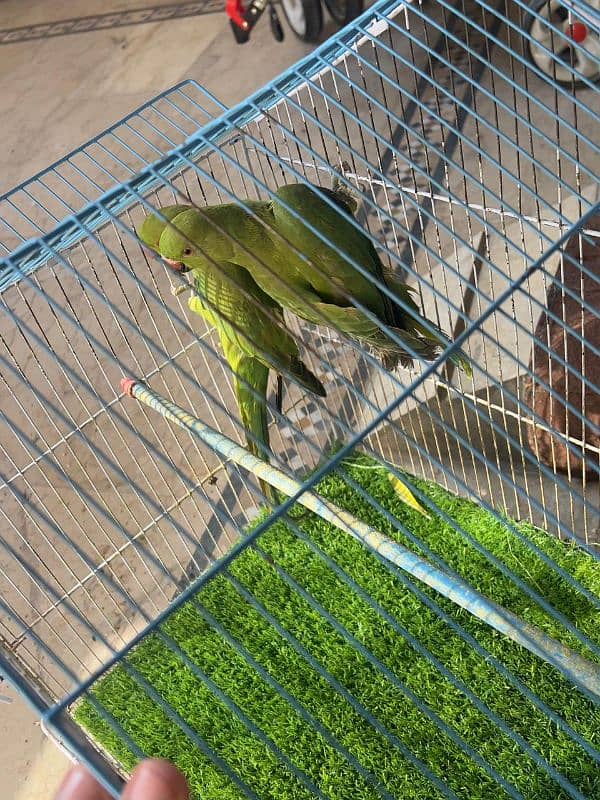 pair of green parrot which have neck ring 2