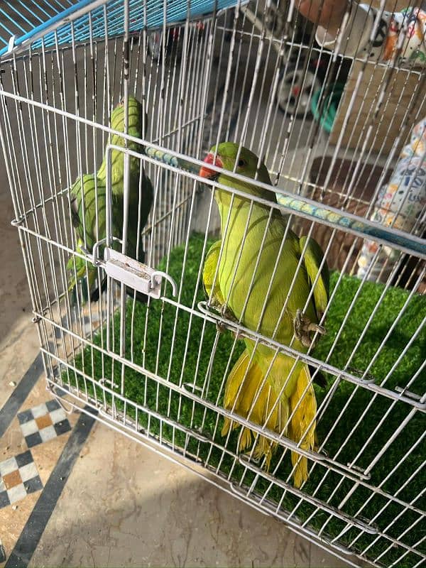 pair of green parrot which have neck ring 3