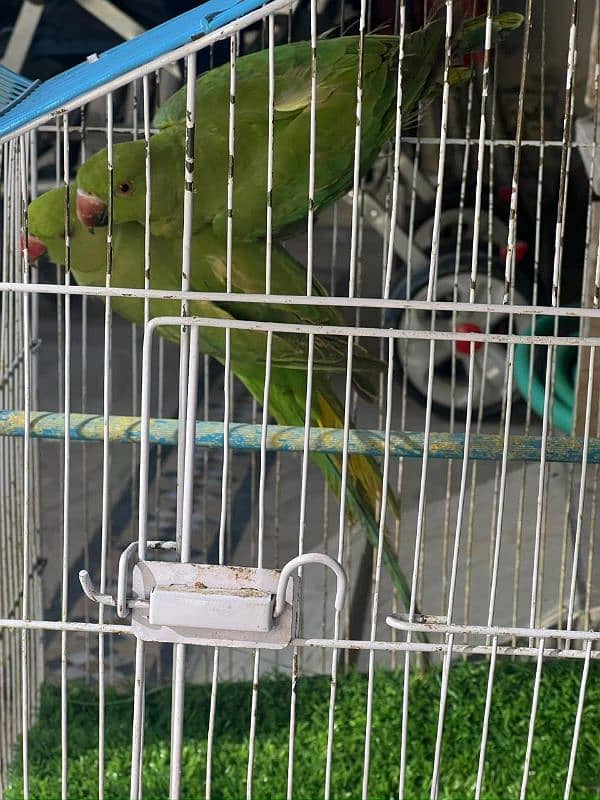 pair of green parrot which have neck ring 4