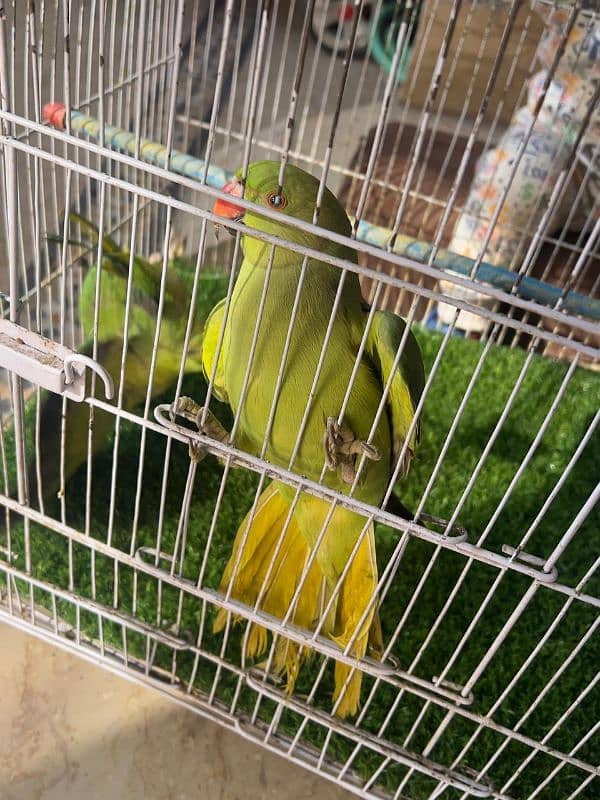 pair of green parrot which have neck ring 5