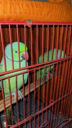 Raw Parrot