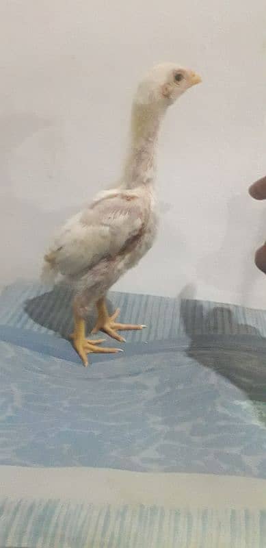 ASEEL OH SHAMO CHIKS  AVAILABLE  03030186352 0