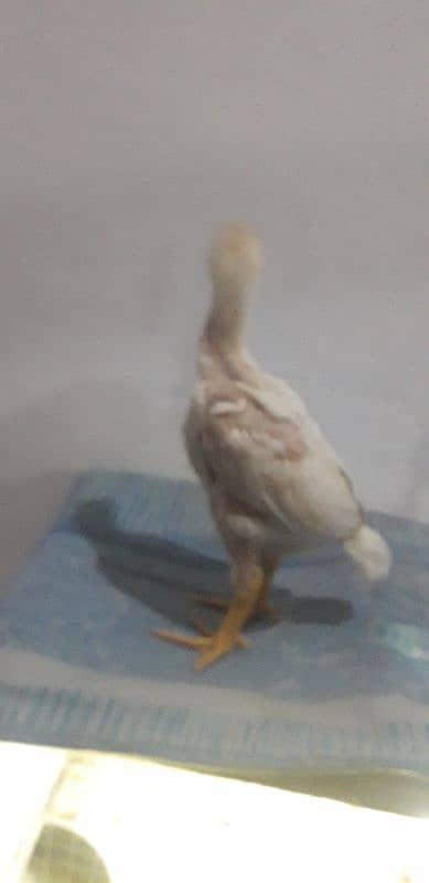 ASEEL OH SHAMO CHIKS  AVAILABLE  03030186352 2