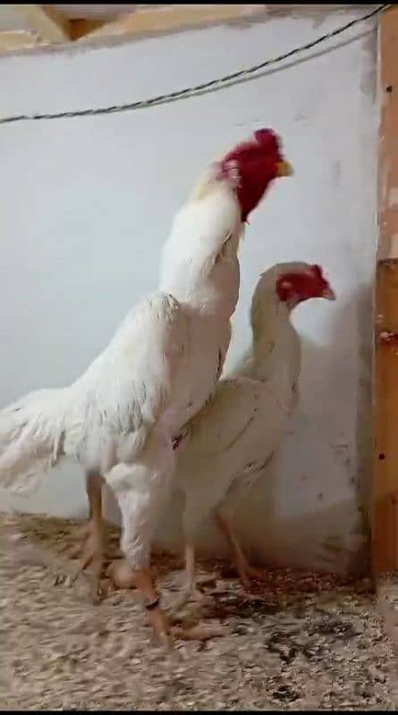 ASEEL OH SHAMO CHIKS  AVAILABLE  03030186352 3