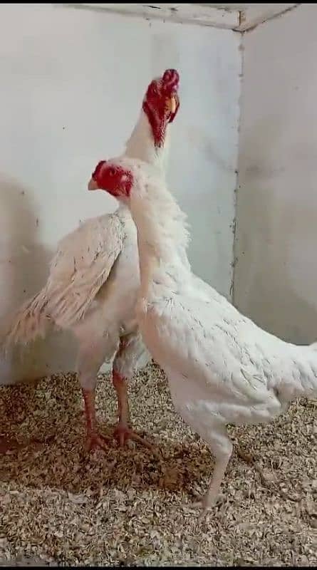 ASEEL OH SHAMO CHIKS  AVAILABLE  03030186352 5