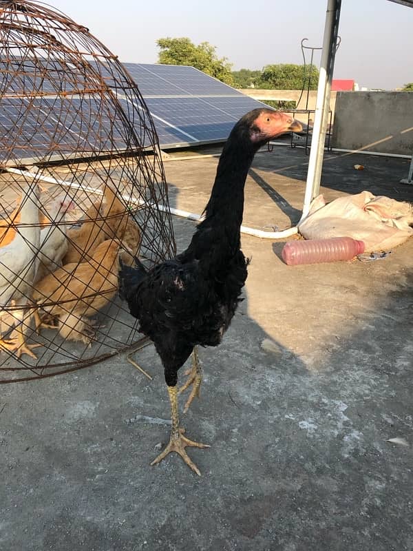 Blavk Shamo Extra Female for Sale 1