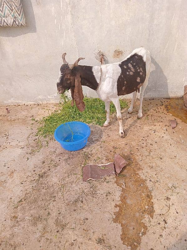 pure goat milk available 0