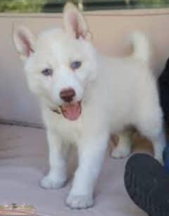 Siberian Husky
