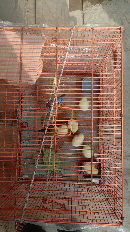 budgie pair with cage 2x1.5x1.5 for sale 0