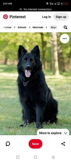 Pedigree long coat black German shepherd puppies available for sale