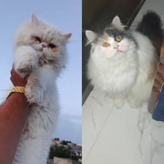 Pair For Sale Triple Coat Male Peki Female Pure Persin Calico