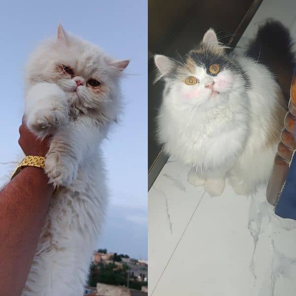 Pair For Sale Triple Coat Male Peki Female Pure Persin Calico 0