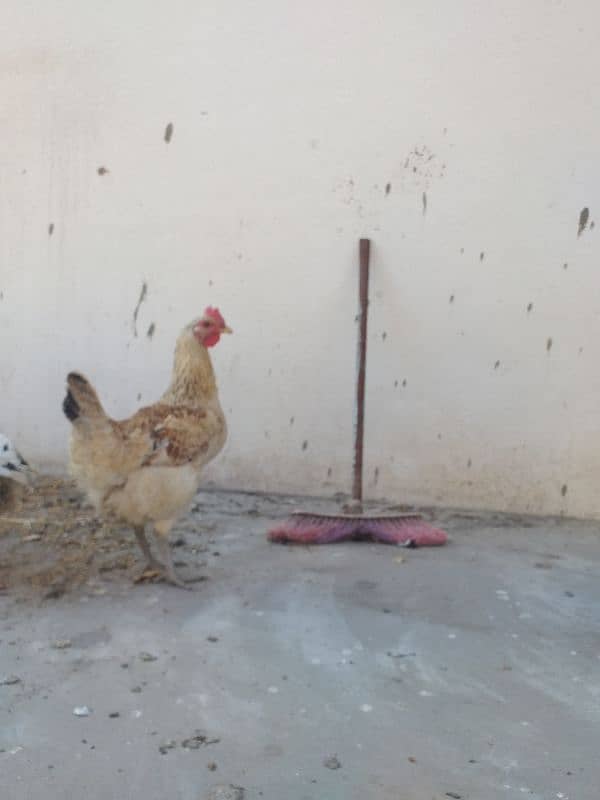 Fertile Desi Big Size hen eggs avalible 0