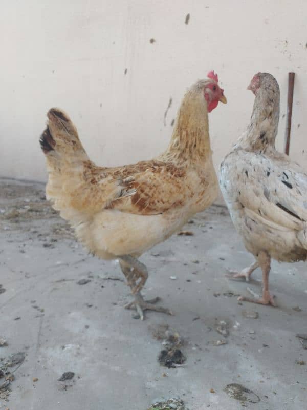 Fertile Desi Big Size hen eggs avalible 1