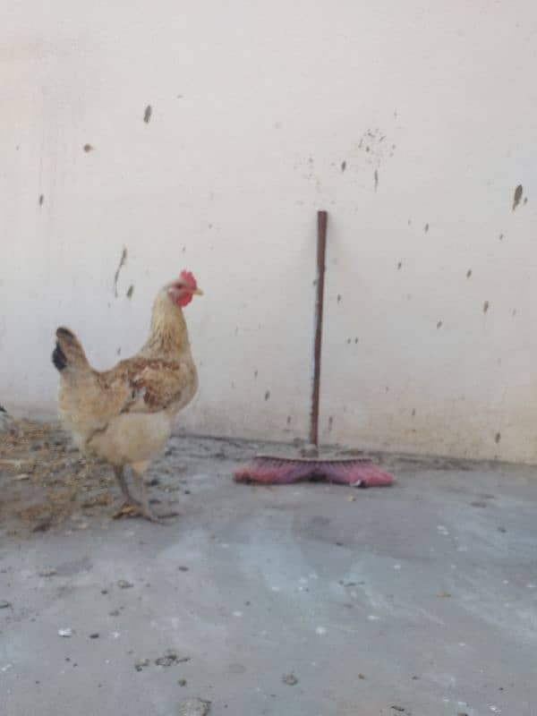 Fertile Desi Big Size hen eggs avalible 2