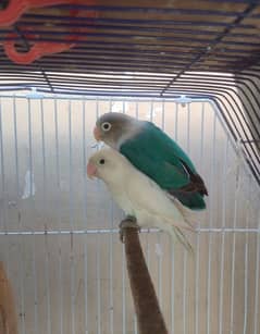 albino male with blue fisher female