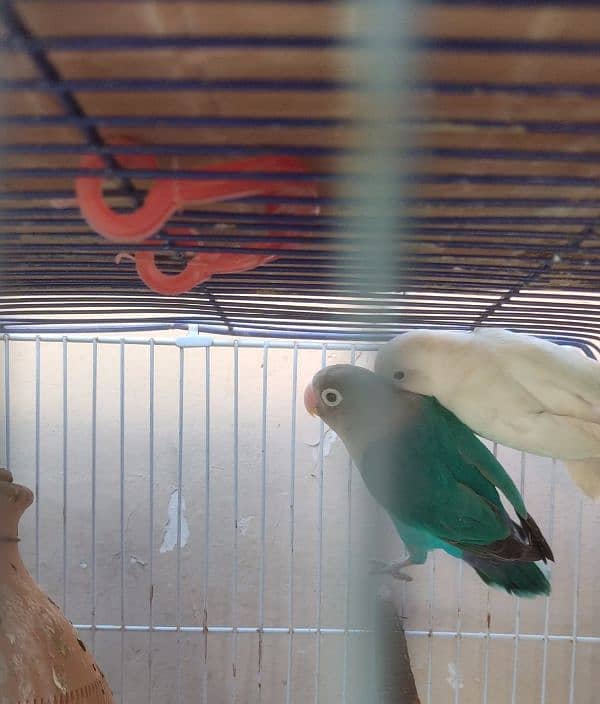 albino male with blue fisher female 2