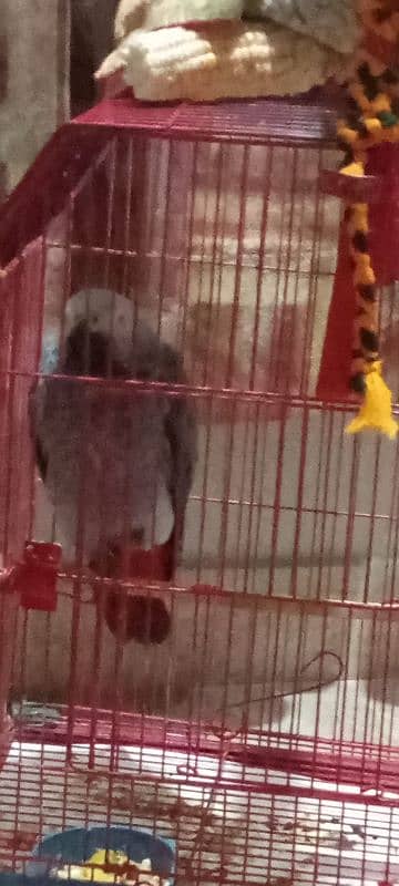 Grey Parrot African grey 0