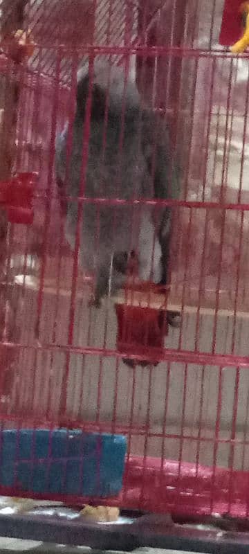 Grey Parrot African grey 1