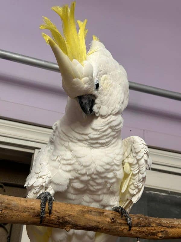 Titron Cockatoo Adult Tame Female 0