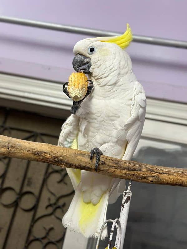 Titron Cockatoo Adult Tame Female 1