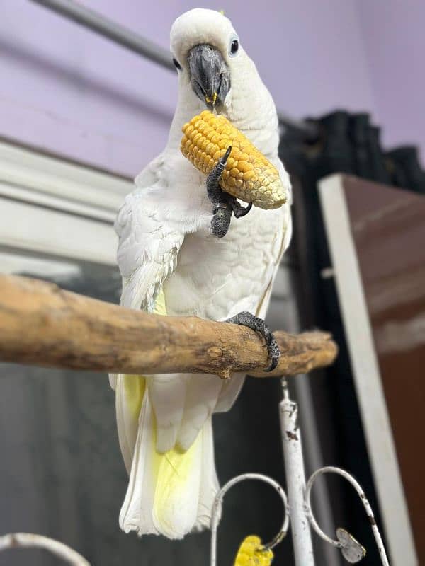 Titron Cockatoo Adult Tame Female 2