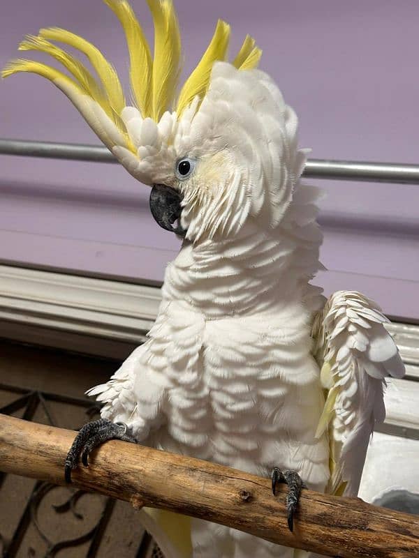 Titron Cockatoo Adult Tame Female 3