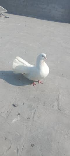 Black tail Femail and paper white Male breeder pair.