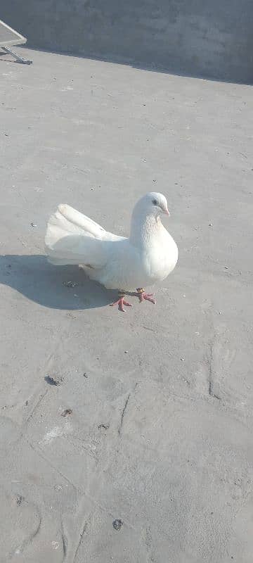 Black tail Femail and paper white Male breeder pair. 0