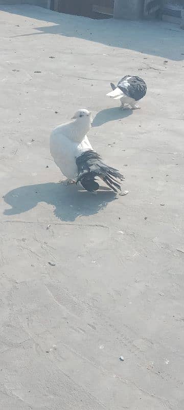 Black tail Femail and paper white Male breeder pair. 3