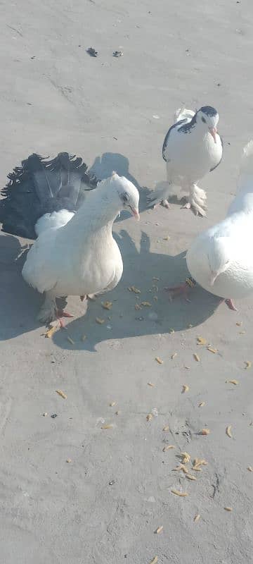 Black tail Femail and paper white Male breeder pair. 4