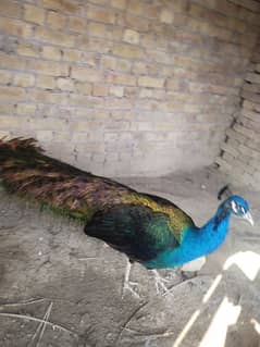 peacock