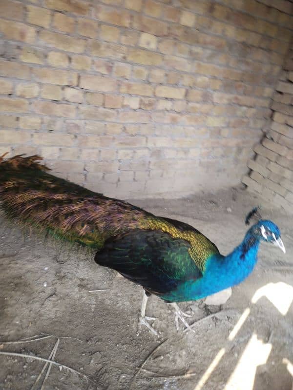 peacock 0