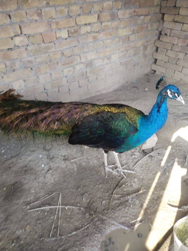 peacock 2