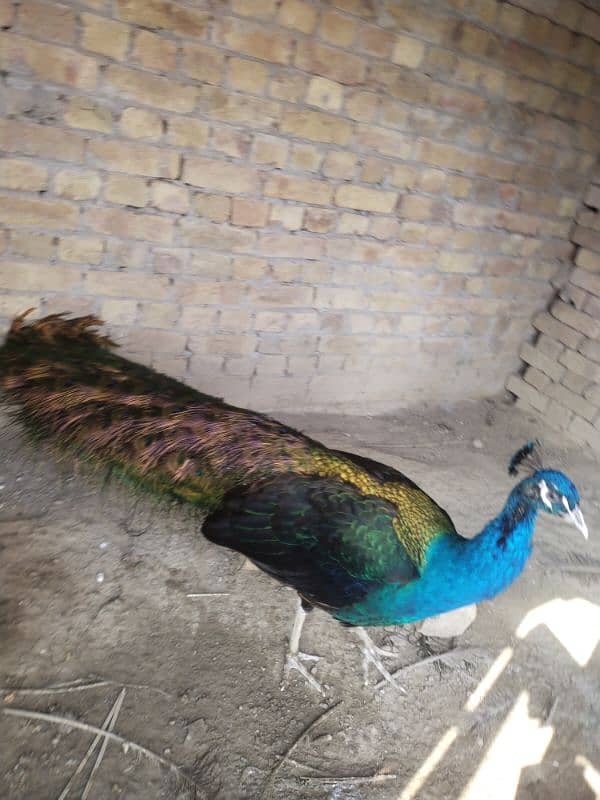 peacock 4